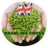 Bramling Cross (UK) -Brassage Soldes bramling cross uk