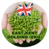 East Kent Golding (EKG) (UK) 1 East Kent Golding (EKG) (UK) -Brassage Soldes east kent golding ekg uk