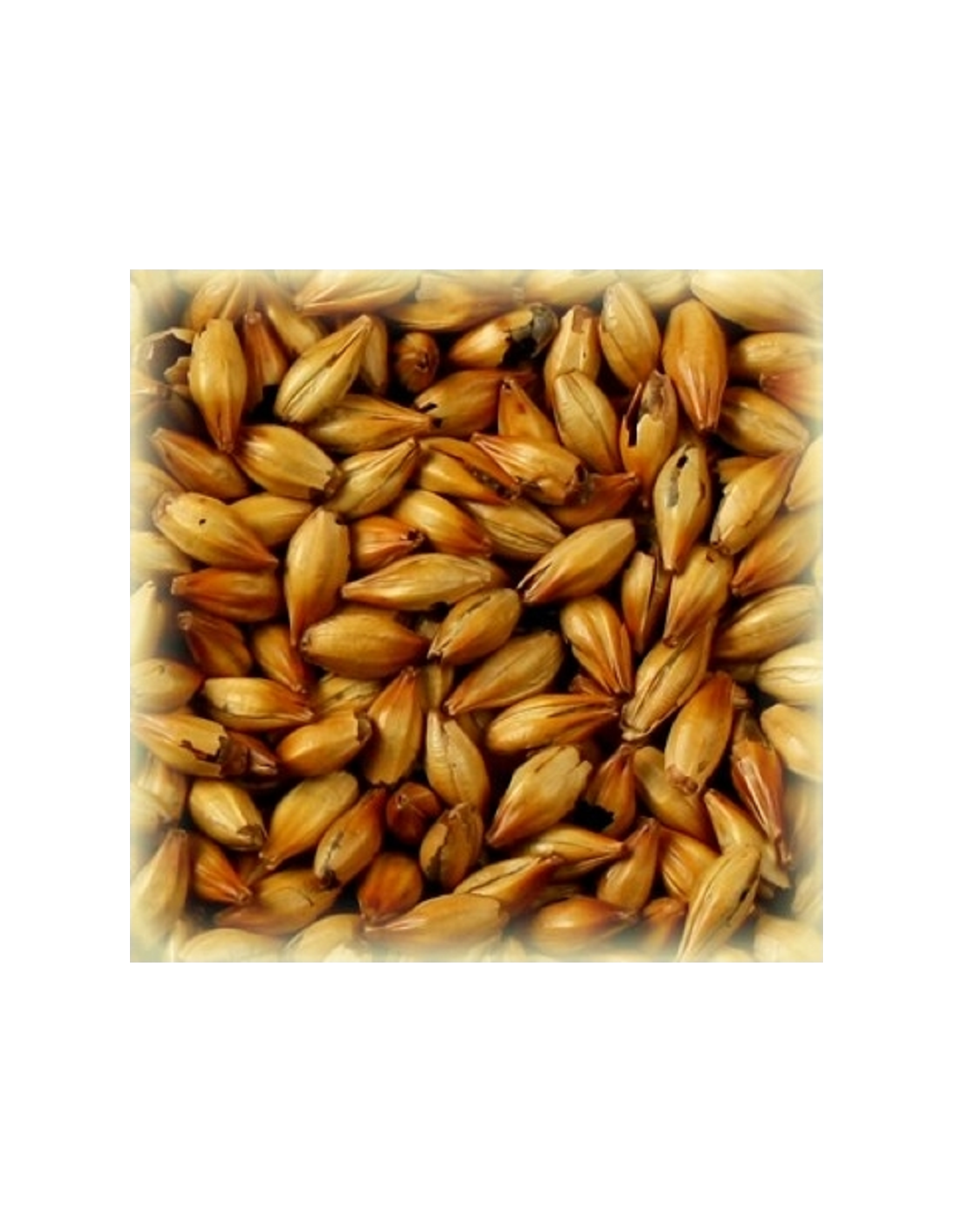 Malt Cara Ruby® 50 EBC 3 Malt Cara Ruby® 50 EBC