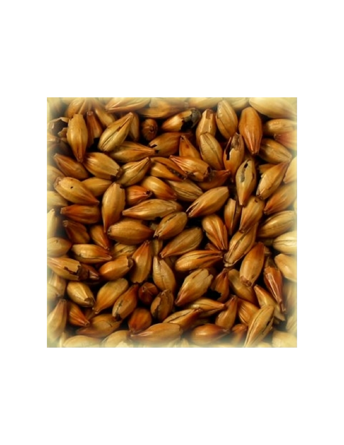 Malt Spécial B® 300 EBC 3 Malt Spécial B® 300 EBC