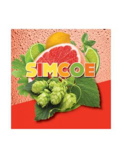 Simcoe (US) -Brassage Soldes simcoe us 1