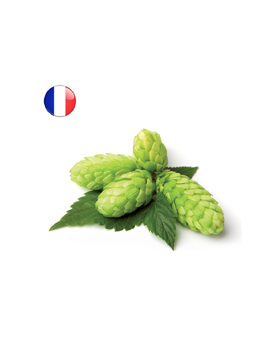 Strisselspalt En Cône (FR) 2024 - 250 Gr 4 Strisselspalt En Cône (FR) 2024 - 250 Gr – Image 2