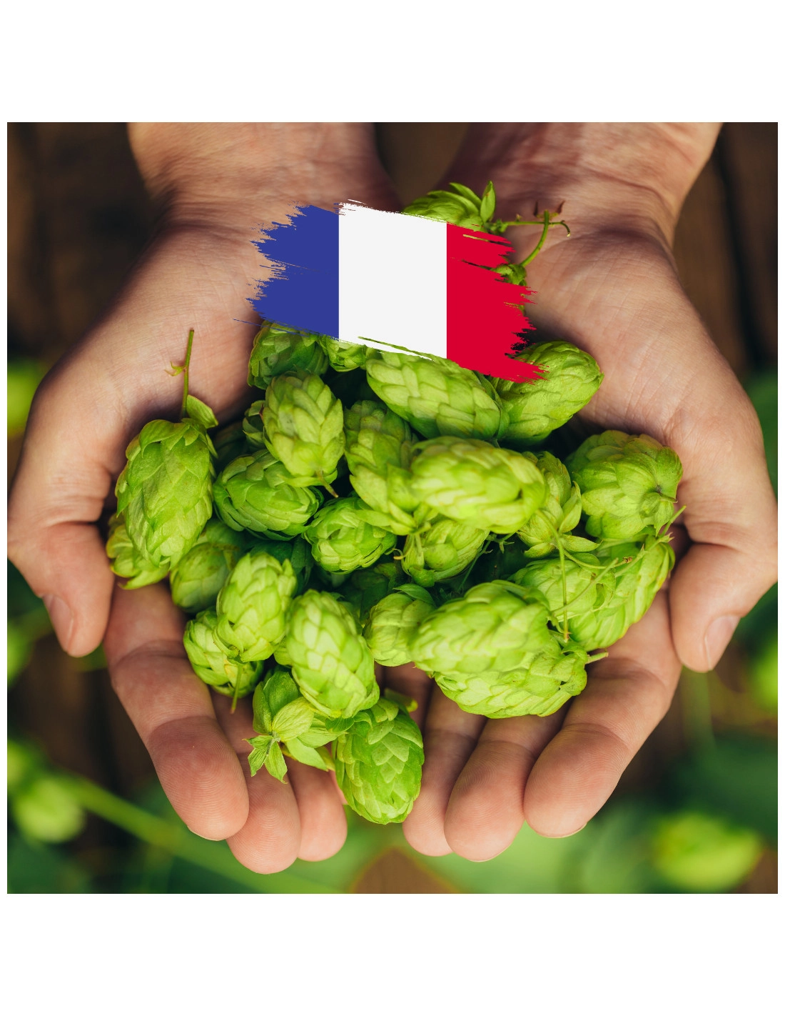 Strisselspalt En Cône (FR) 2024 - 250 Gr 3 Strisselspalt En Cône (FR) 2024 - 250 Gr